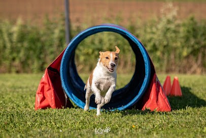 Terrain Canin Actif, Dresseur de Chiens à Wingersheim les Quatre Bans