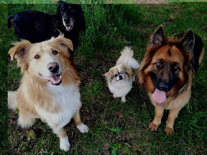 Boule de chien, Pension pour Chiens à Hautefage