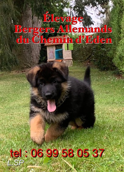 German Shepherd breeding Path to Eden, Eleveur de Chiens à Lommoye