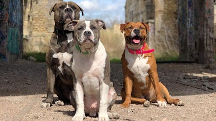 CENTRE D'EDUCATION CANINE SYM DOG CÔTE BLEUE, Dresseur de Chiens à Saint-Mitre-les-Remparts