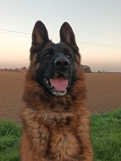 Mistral Allemand, Eleveur de Chiens à Herrin