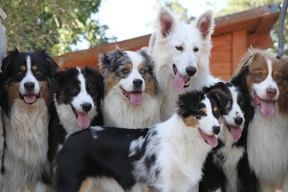 Elevage DI U VECCHIU, Pension pour Chiens à Venaco