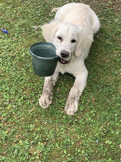 Elevage Canin Des Quatre Vents, Eleveur de Chiens à Tangry