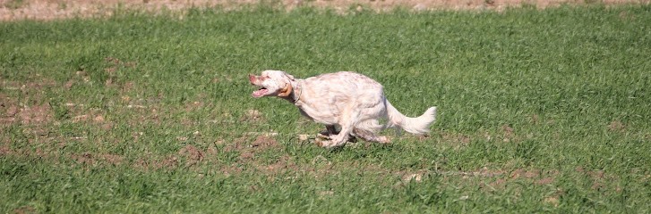 Antony Merle Des Isles, Dresseur de Chiens à Termes-d'Armagnac