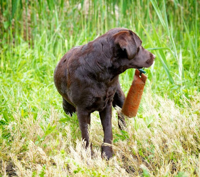 Elevage De Labrador Des Perles De Saint Albin, Éleveur De Chiens à Rozet-Saint-Albin