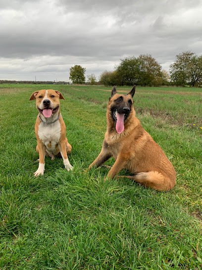 Education Formation Pension Canine Les 2 Complices Bas Rhin Alsace, Pension pour Chiens à Drusenheim