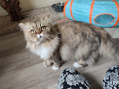 Malika&Co, Pension pour Chiens à Camors