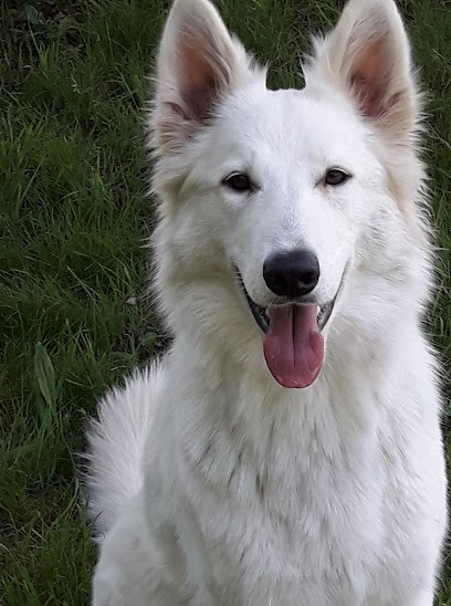 Pattounes & Cie Educatrice Comportementaliste Canin Professionnelle, Dresseur de Chiens à Montambert