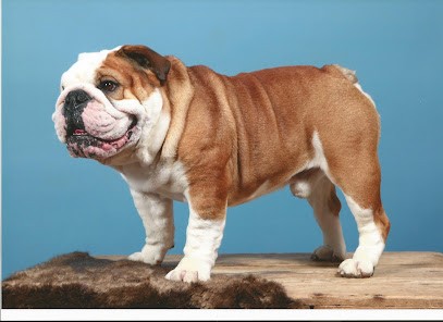 Of Gypsy The Dog At Golden Eyes, Eleveur de Chiens à Moussey