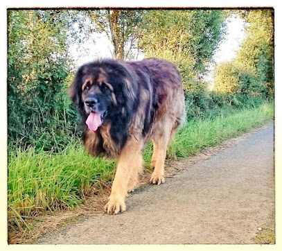 Léon De La Cité D'or Éleveur De Chiens à Ombrée d'Anjou