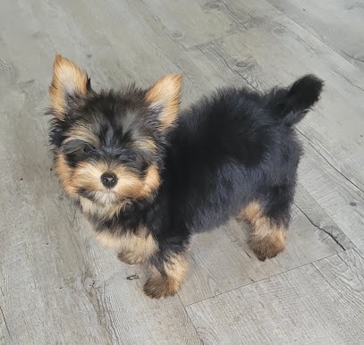 Gachet Corinne, Eleveur de Chiens à Saint-Christophe