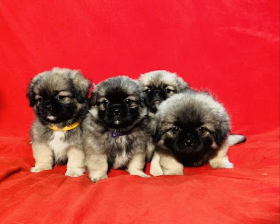 élevage D'un Amour Plein Lesyeux, Eleveur de Chiens à Thouaré-sur-Loire