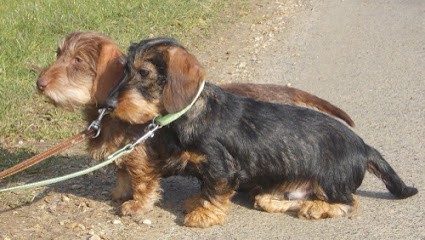 Sanchez Laurence, Eleveur de Chiens à Gâprée