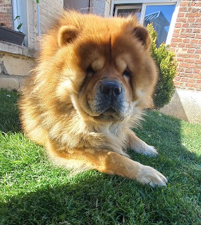 le domaine de simba, Eleveur de Chiens à Avesnes-les-Aubert