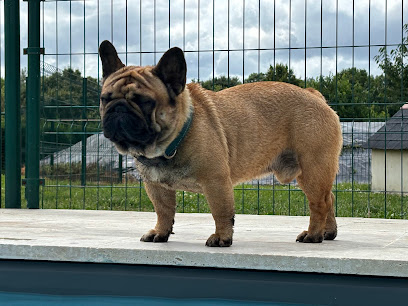 Élevage Du Bois D'athée, Éleveur De Chiens à Longué-Jumelles