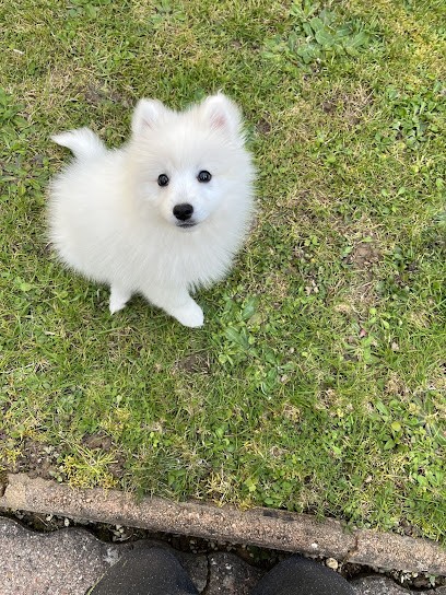 Domaine Jerrie Black : Berger Belge Coton tulear Lhassa apso Samoyède Schipperke Spitz Japonais, Eleveur de Chiens à Saint-Ouen-de-Mimbré