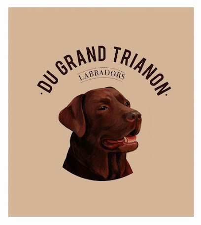 Labradors Du Grand Trianon Éleveur De Chiens à Wormhout
