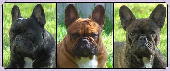 Sharp et boule de Nat, Eleveur de Chiens à Bédarieux