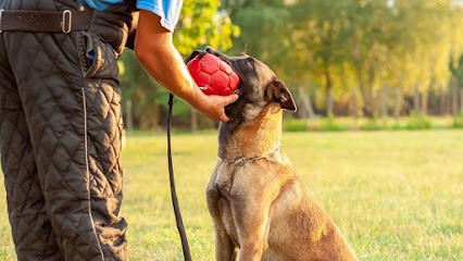 SCHOOL DOG, Dresseur de Chiens à Laperrière-sur-Saône
