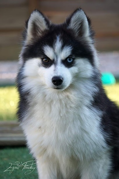 Elevage Esprit pomsky France, Eleveur de Chiens à La Rivière