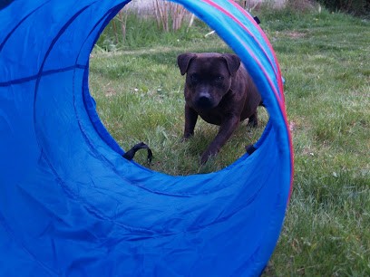 Canin'Stinct, Dresseur de Chiens à Rozoy-le-Vieil