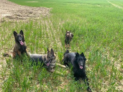 Elevage Des Crocs de la Fournaise, Eleveur de Chiens à Renung