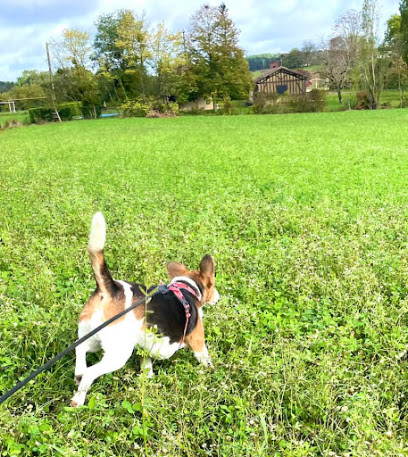 Pauline Et Ses Toutous, Pension Pour Chien à Beaumontois en Périgord