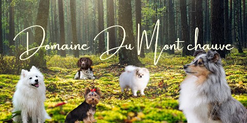 Elevage du Domaine du Mont Chauve, Eleveur de Chiens à Chamarandes-Choignes