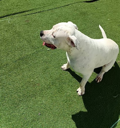 GAEC des sources de la Liane, Eleveur de Chiens à Quesques