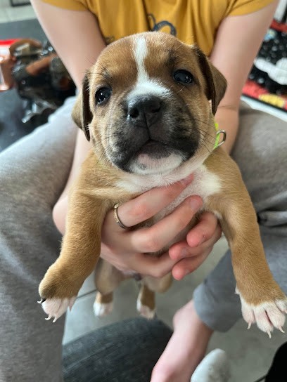 Elevage Staffordshire Bull Terrier, Eleveur de Chiens à Moissac