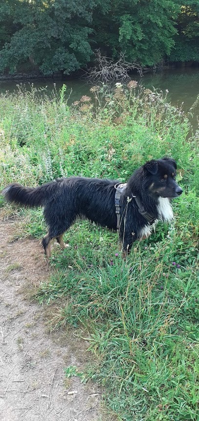 2 Mains à Pattes, Dresseur de Chiens à Pleine-Fougères