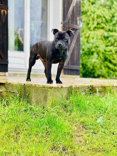 Elevage Du Domaine Des Rois Canins, Eleveur de Chiens à Rives-en-Seine