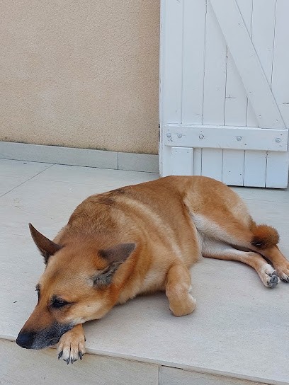Mission Canine - Paul JAILLANT, Dresseur de Chiens à Saint-Laurent-du-Var