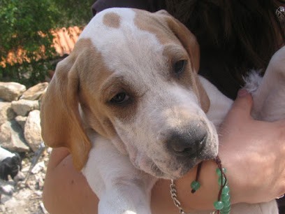 Caniconfort Educateur Comportementaliste Canin, Dresseur de Chiens aux Nouillers