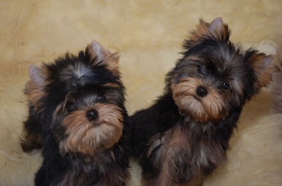 rinck, Eleveur de Chiens à Carbon-Blanc