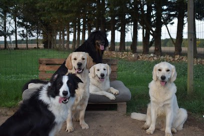 Élevage Du Hameau Des Nymphes Golden Retriever LOF, Eleveur de Chiens à Verlin