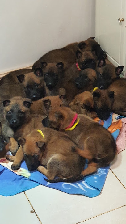 Les Molosses, Éleveur De Chiens à Marguerittes